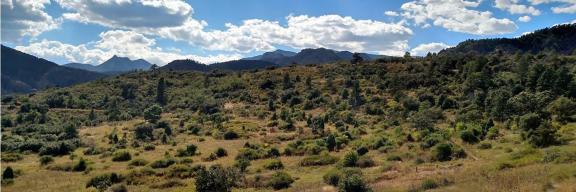 open space covered with bushes and small trees. Mountains in the background