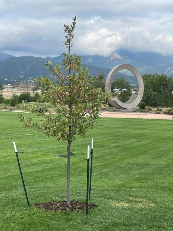 An example of a Tribute Tree in America the Beautiful Park