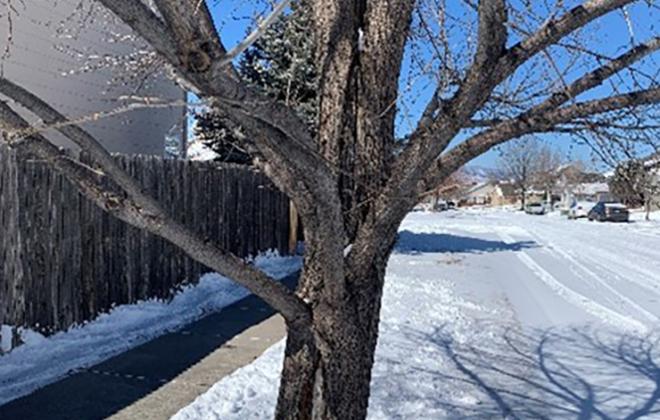 tree trunk starting to split