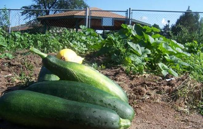 Vegetables in a garden