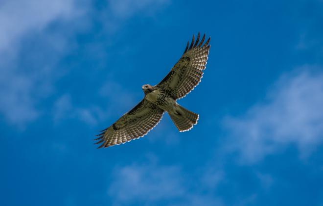 looking up at a hawk flying overhead. blue sky and clouds behind bird